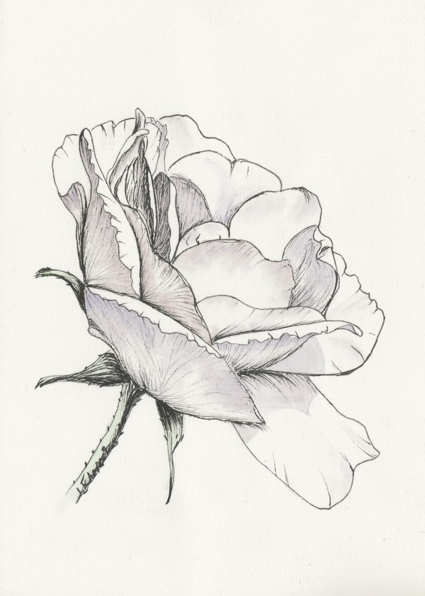 Ink White Rose by Lisa Amport  Image: This rose is currently displayed in a black frame without a mat.