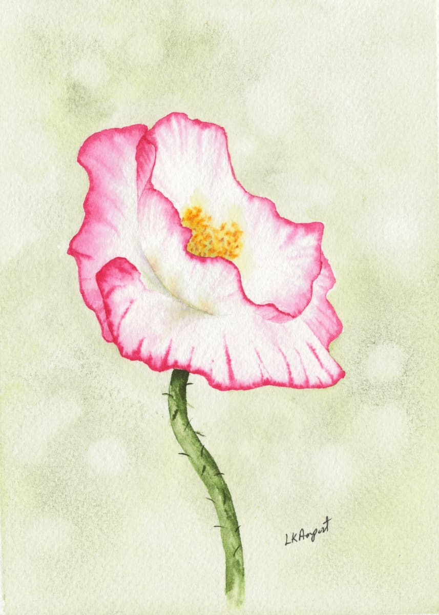 Pink and White Poppy by Lisa Amport 