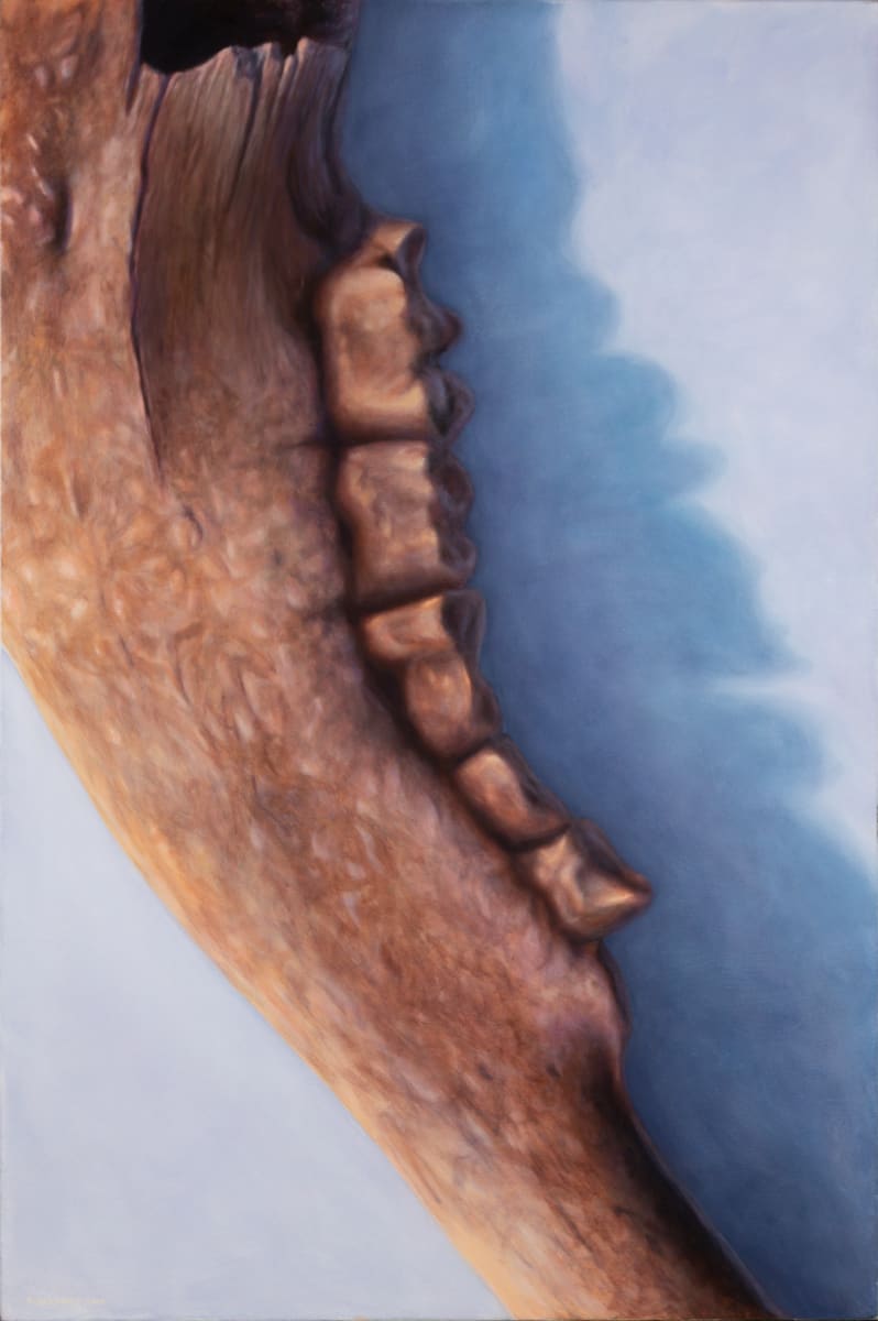 Buffalo Jaw by Richard Michael Delaney  Image: Painting of a buffalo jaw (American Bison) found in Alberta, Canada. Painted from life.