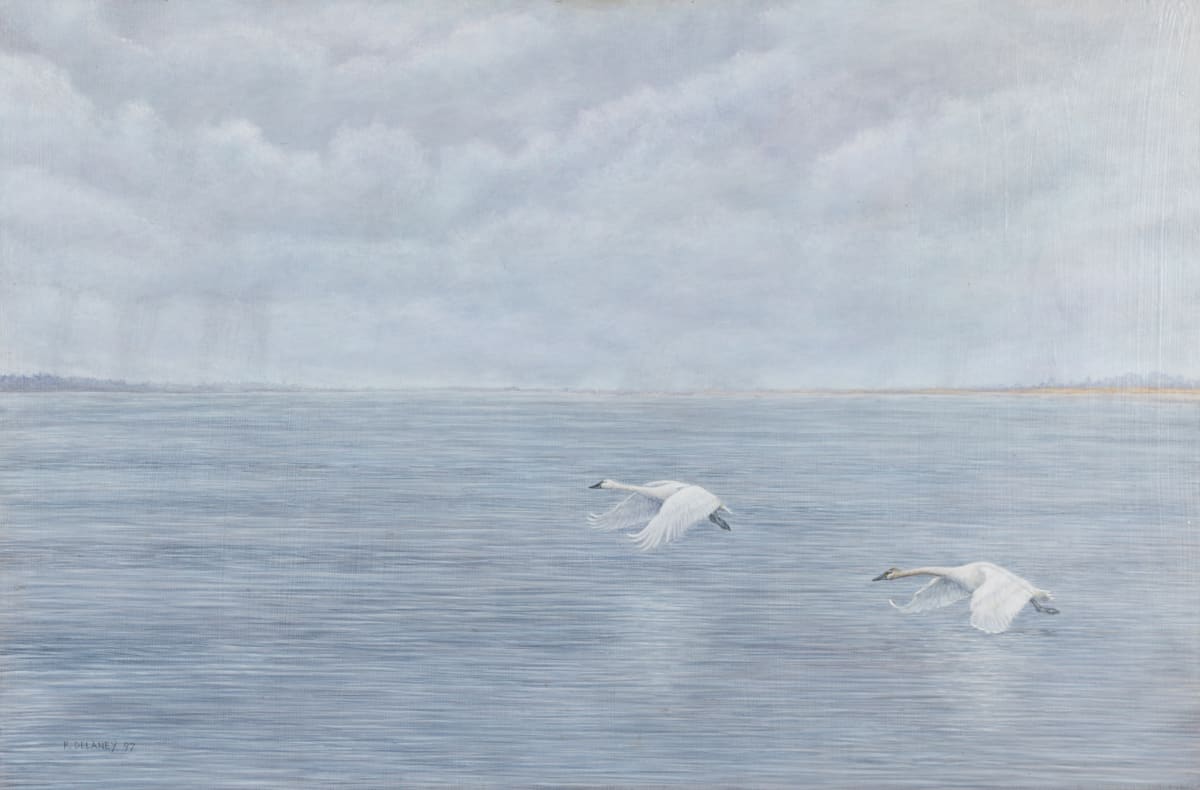 Swans at Long Point by Richard Michael Delaney  Image: Painting done primarily from life, memory, and sketches. 