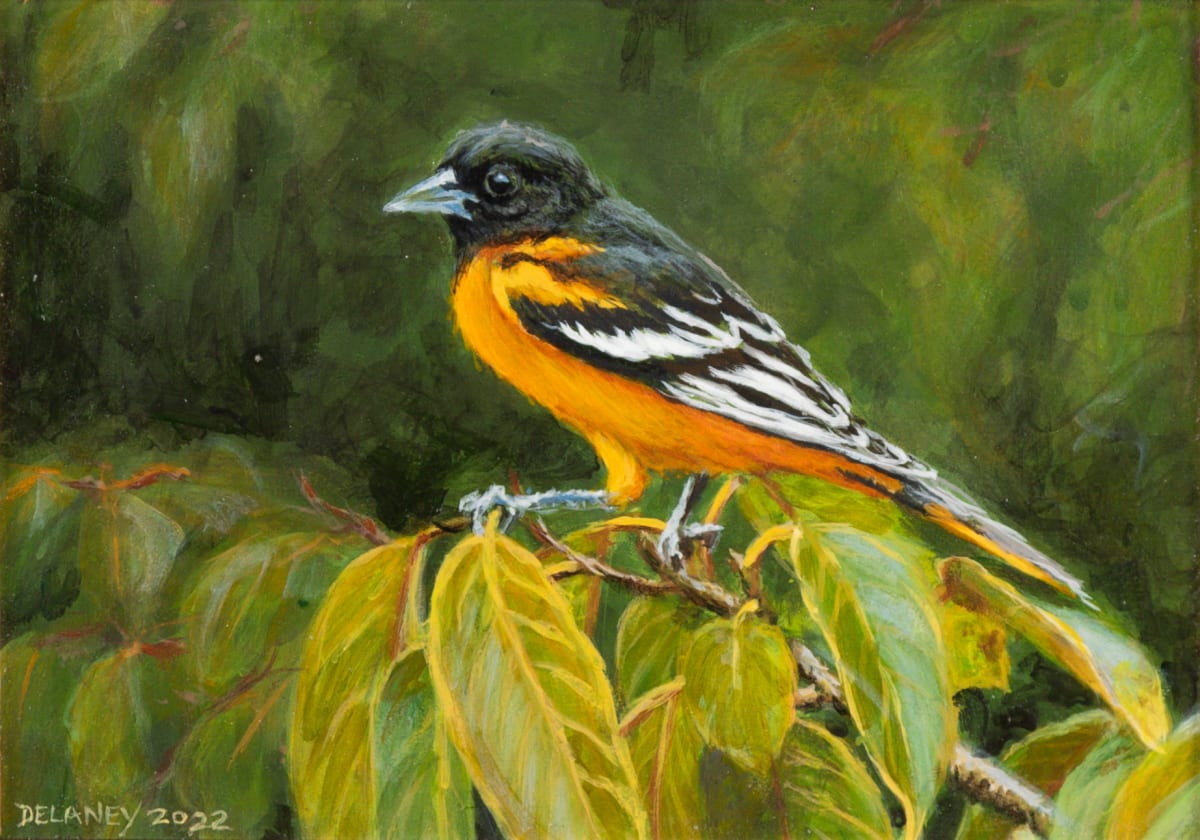 Baltimore Oriole in Peach Tree by Richard Michael Delaney  Image: A loosely painted bird with foliage. 