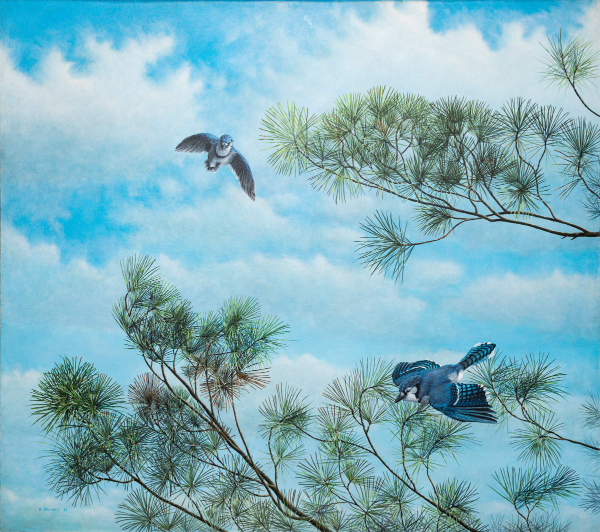 Blue Jays by Richard Michael Delaney  Image: Painting created from imagination, and actual pine bows & bird specimens. 