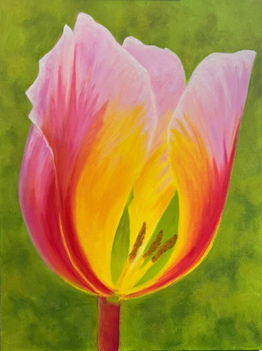 Tulip by Ann Nystrom Cottone  Image: Tulip 18 x 24 oil on stretched canvas