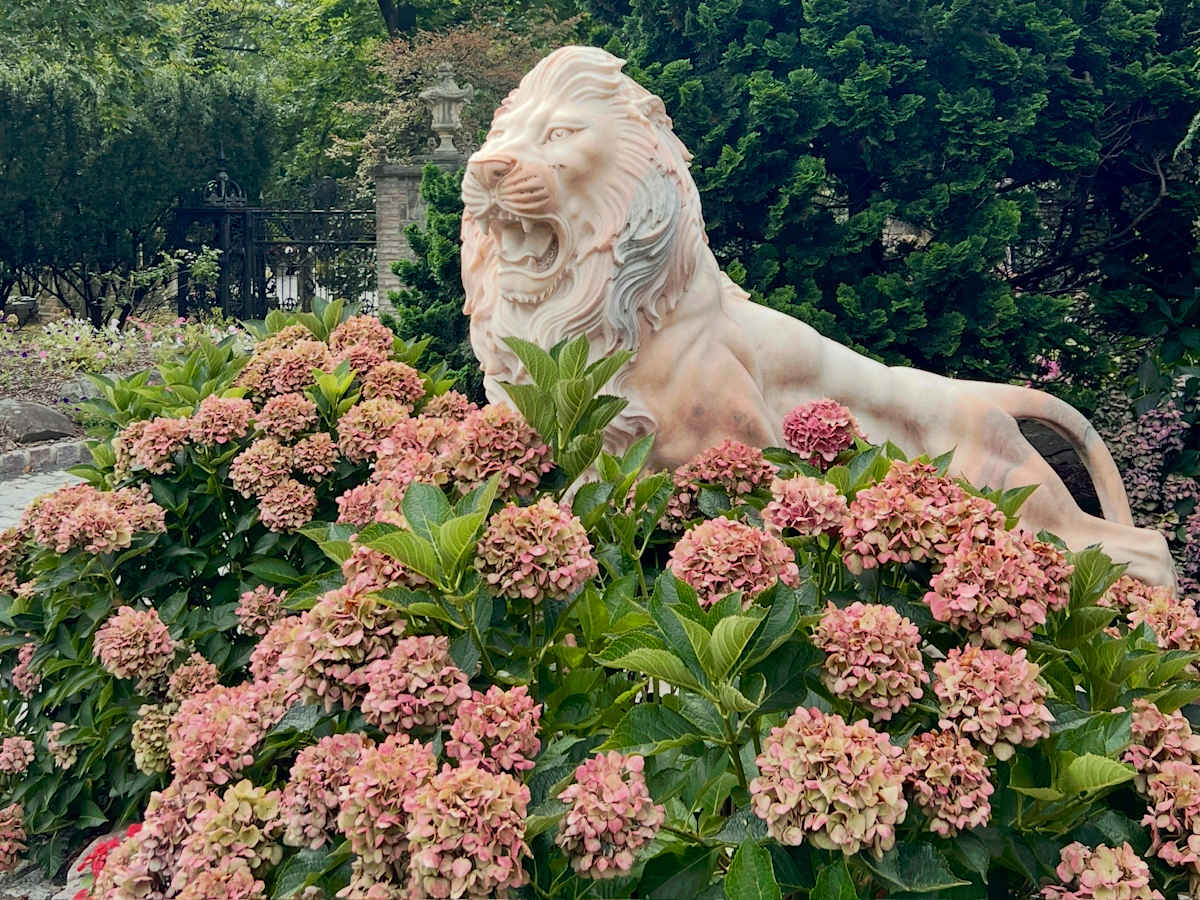 Lion/Hydrangea by Brad Terhune 