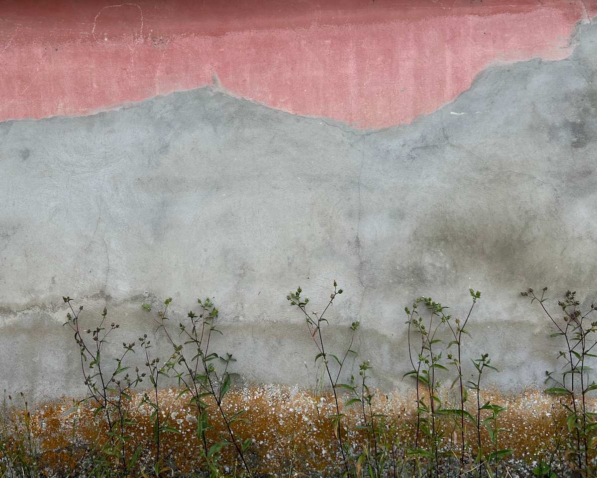 Weeds Against The Wall, Veiros by Brad Terhune, Image 1.
