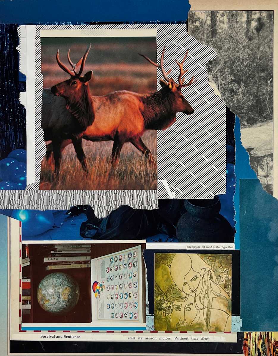 Survival and Sentience by Brad Terhune 