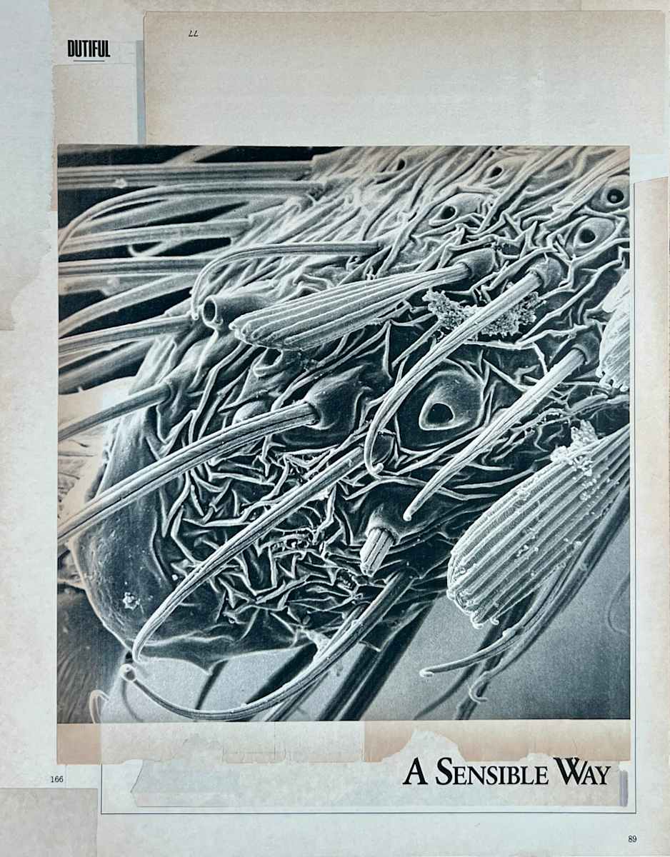 A Sensible Way by Brad Terhune 