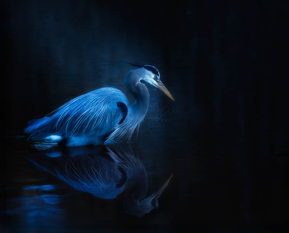 Wading in Moonlight 9/250 by Wendy Nelson Photography