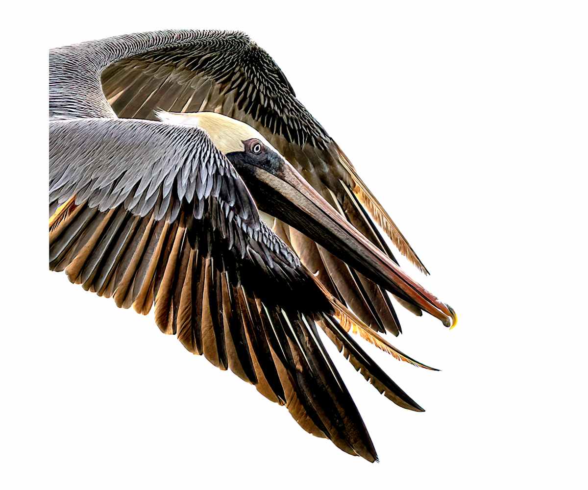 Henet 4/250 by Wendy Nelson Photography