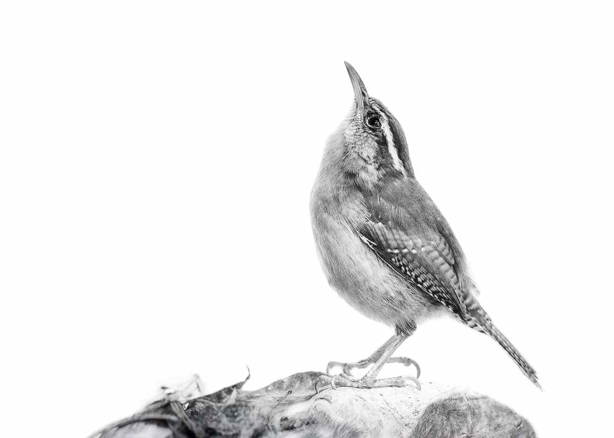 Contemplating the World 7/350 by Wendy Nelson Photography 