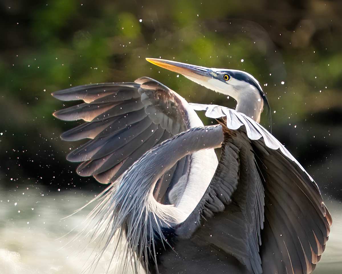 Superhero Emerging 3/250 by Wendy Nelson Photography 