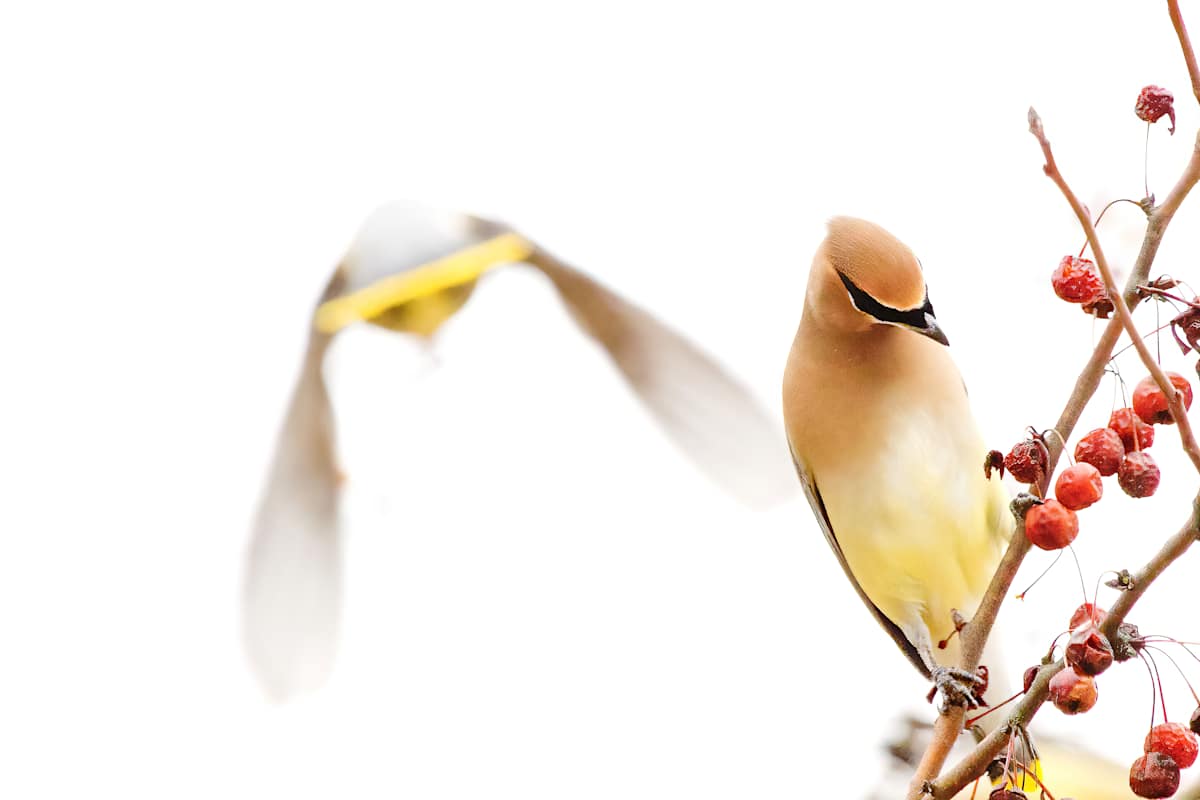 Flight of the Lemon 7/250 by Wendy Nelson Photography 