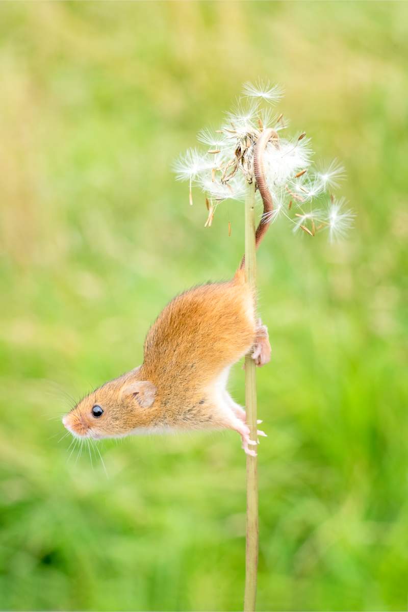 Make a Wish 13/250 by Wendy Nelson Photography 
