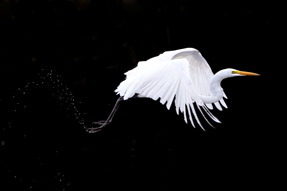 Flight of Dreams Editions 4/250 by Wendy Nelson Photography 