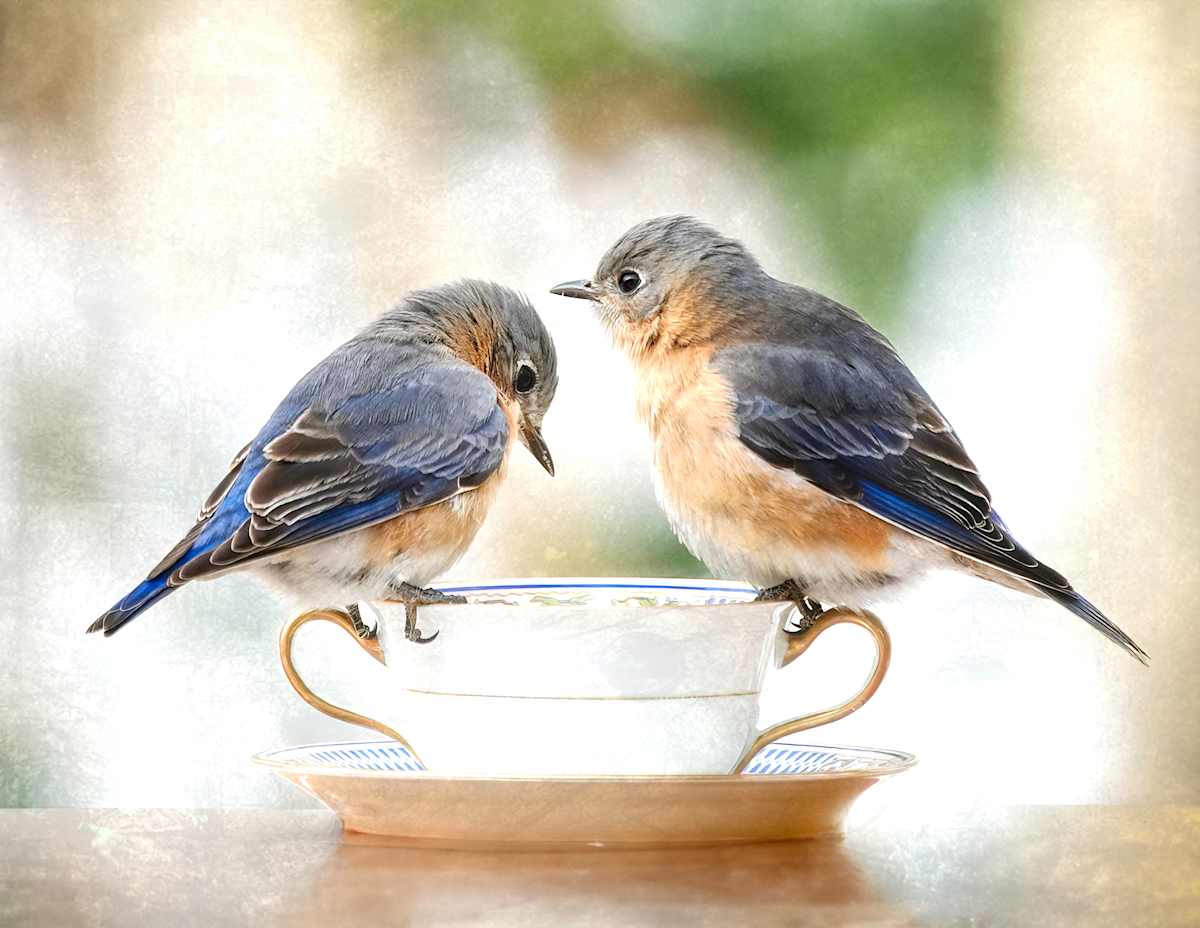 Tea for Two Editions 18/250 by Wendy Nelson Photography