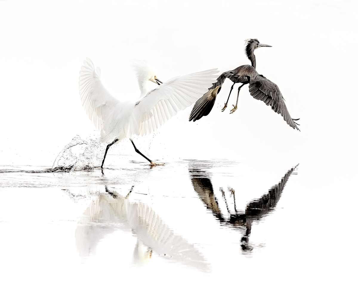 The Squabble Editions 7/250 by Wendy Nelson Photography