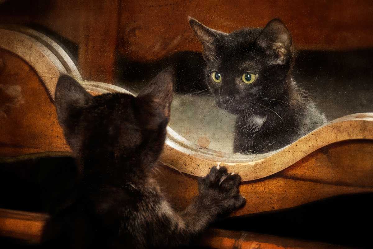 A Chance Encounter editions 16/250 by Wendy Nelson Photography