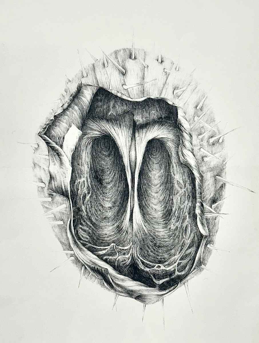 Cucumber Pod by Diana Thorneycroft 