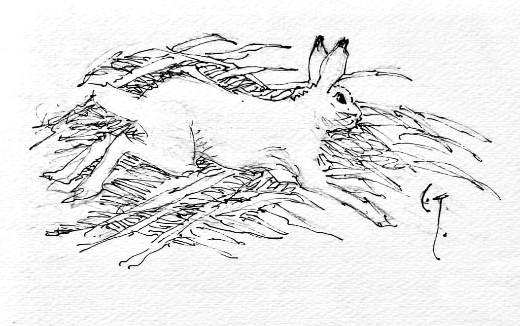 Running Rabbit by Clarence Tillenious 