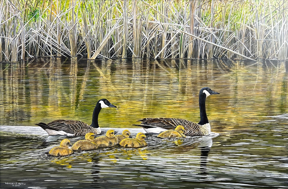 Canadian Geese & Family by Werner Batke 