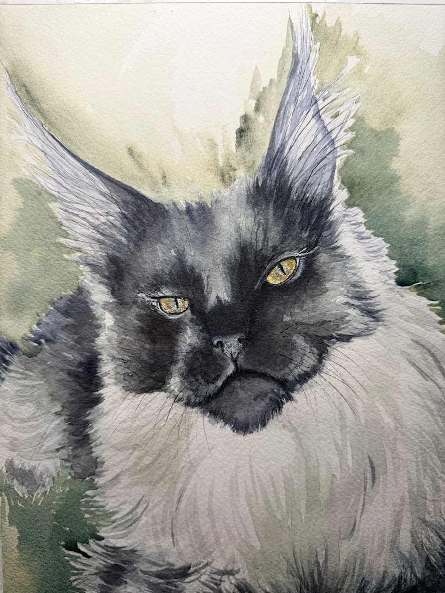 Main Coon-Kirkland by Amy DeVane 