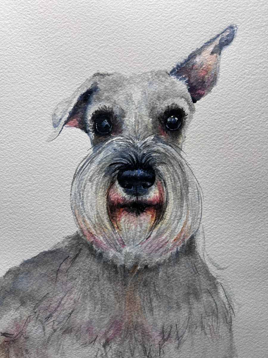 Schnauzer-One ear Up by Amy DeVane 