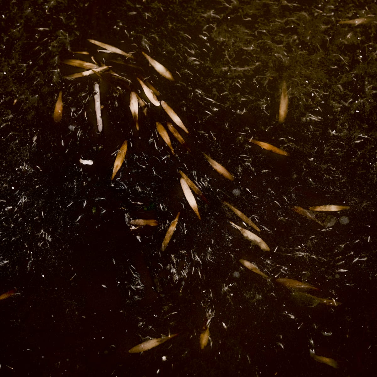 Still by Kristina L Jager  Image: Still. Everything freezes. Everything blends together, there is no up nor down, no day nor night. Caught in what feels like water, floating in a moment that lasts however long it needs to and appears regardless of anyone or anything.

2022

