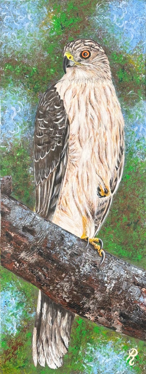 Perched Majesty: Cooper's Hawk by Donna Richardson, Image 1.