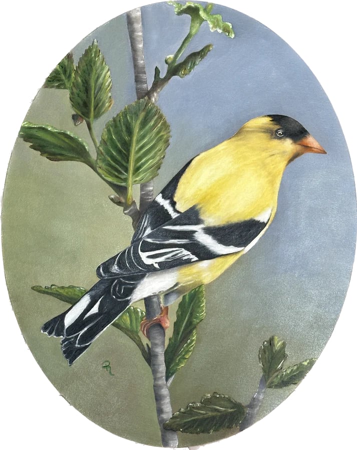 Radiant Goldfinch by Donna Richardson 