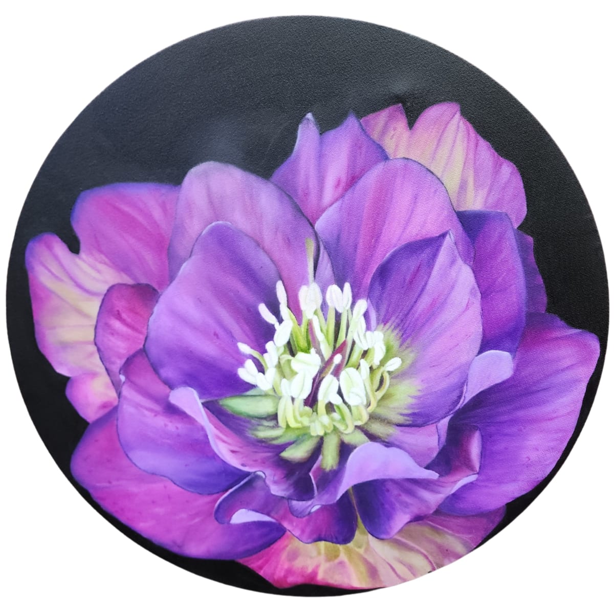 Hellebores North Star by Alisha Morgan 