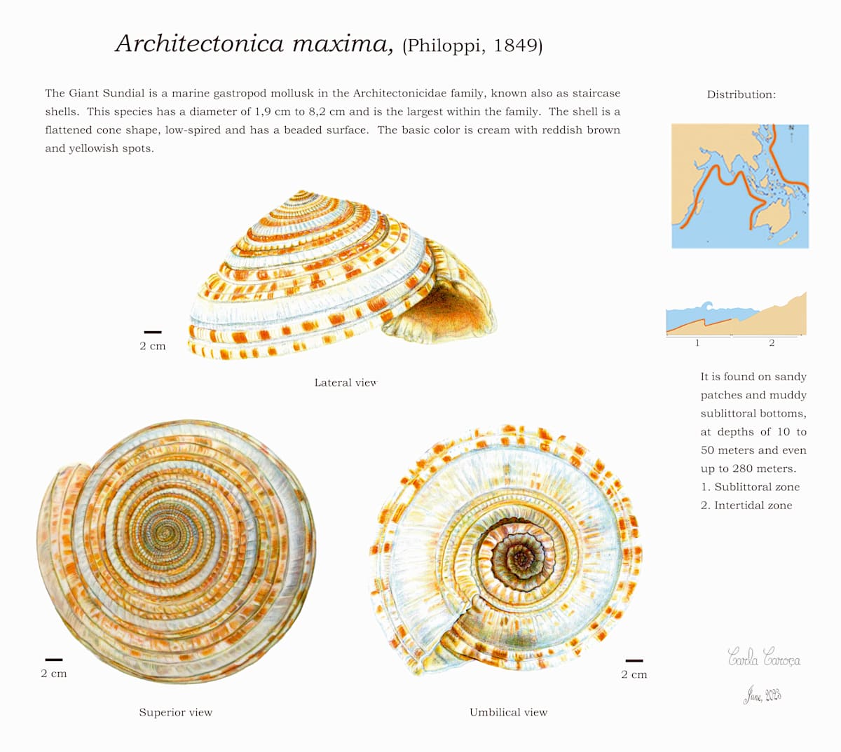 Architectonica maxima by Carla Caroça, Image 1.