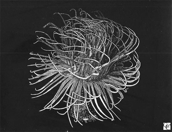 Cerianthus membranaceous by Carla Caroça 