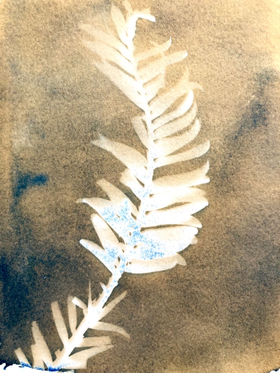 Wollemi Pine 2 by Marie Craig 