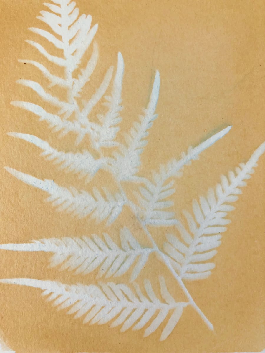 Fern 2 by Marie Craig 