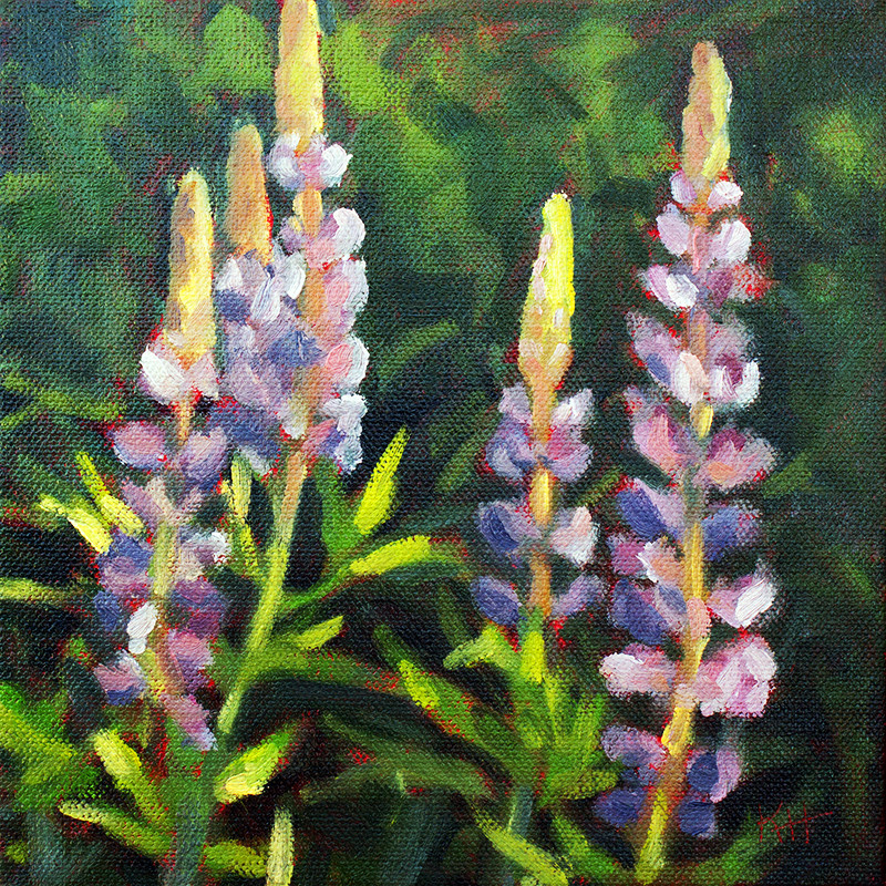 Lupines by Krista Hasson 