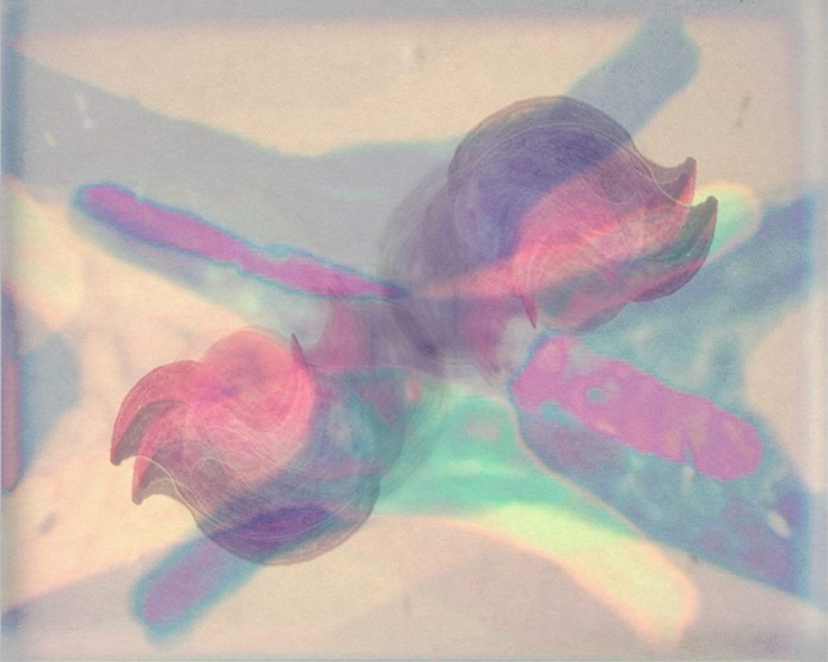 Amanda, edition image.