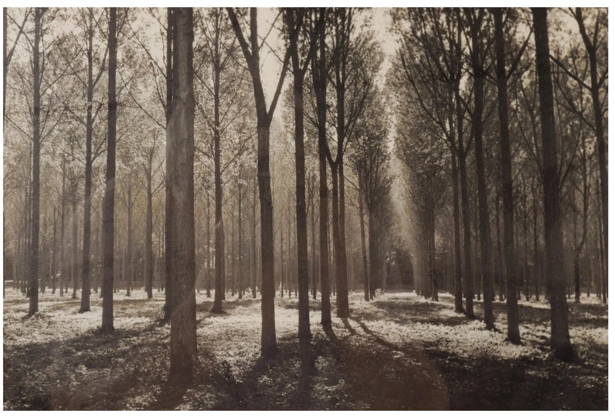 La forêt de Chantilly by Lee Snider 