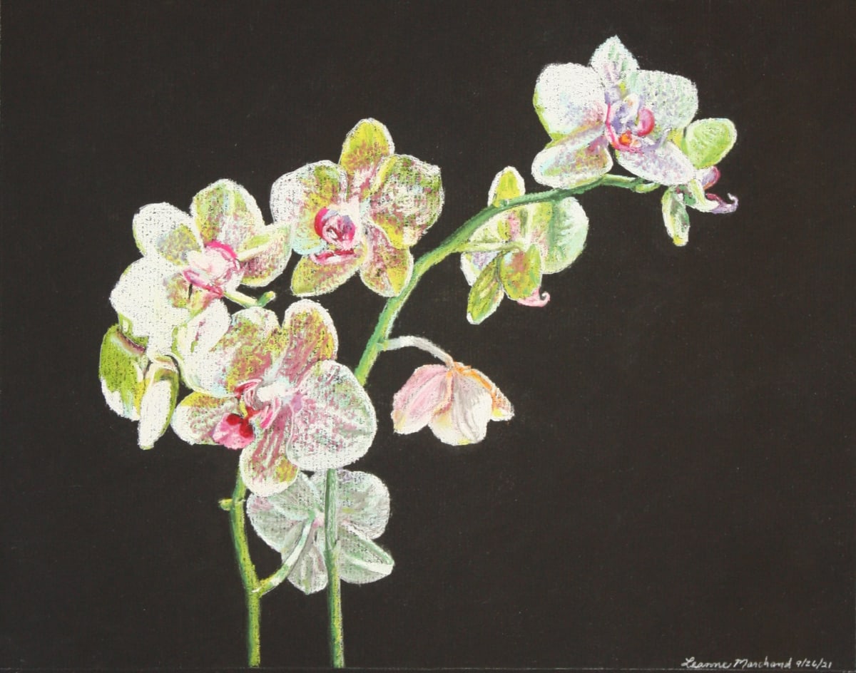 Orchids in Morning Sun by Leanne Marchand 