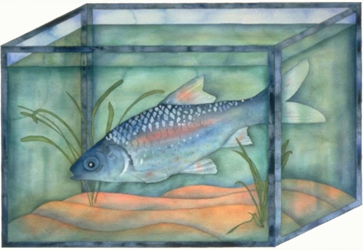 Big Fish I by alice brickner  Image: Despite the confines of his living quarters, the fish appears to be happy.  It might be considered a commentary on accepting life's limitations.  It might not.