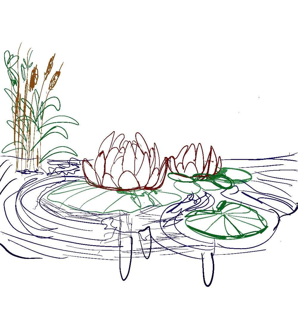 Waterlillies Pond Sketch by Emily Rose Govier Honderich  Image:  A delicate and flowing digital line drawing depicting a serene pond scene. The composition features elegant water lilies floating on the surface, surrounded by rippling water and tall cattails swaying at the edge. The use of varied line weights and subtle color accents in green, brown, and blue brings depth and movement to this tranquil nature-inspired piece. A graceful study of organic forms and water's reflective beauty.