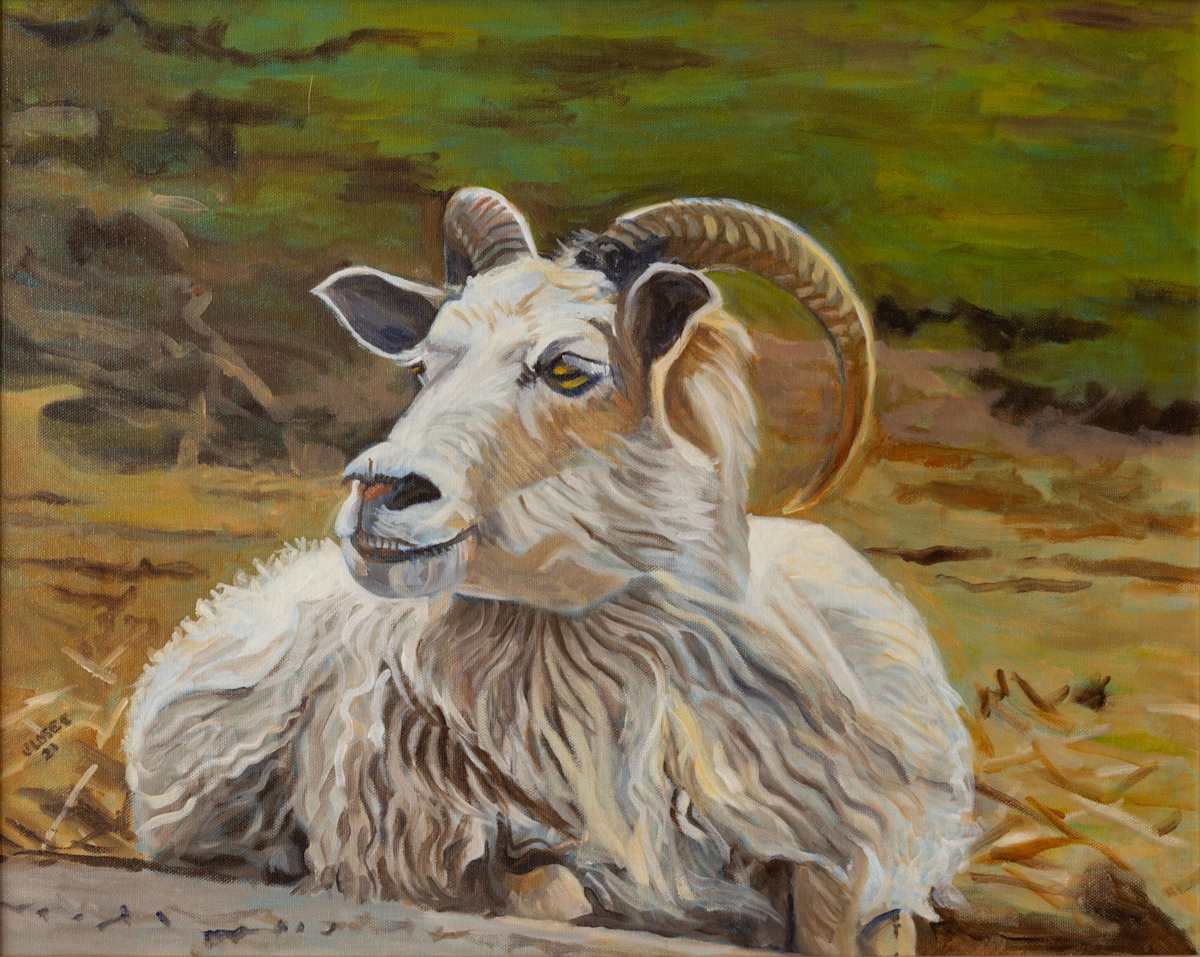 Cashmere Sheep Resting by Joan M.Losee, Image 1.