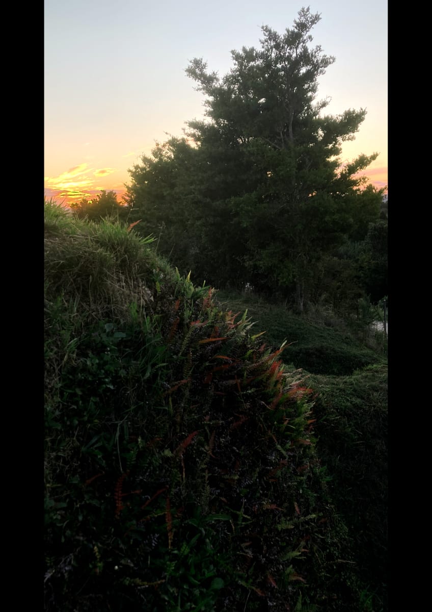 Pukupuku fern, tōnga o te rā, Ruapekapeka, 30 April 2021 by Dr  Rangihiroa Panoho  Image: Looking west towards sunset from outer eastern edge of Kawiti's pā fortification, Ruapekapeka