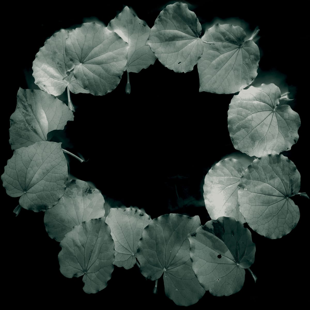 Ko te Pare Kawakawa, he tohu aroha, 24 April 2018, 635x635mm by Dr  Rangihiroa Panoho  Image: Ko te Pare Kawakawa, he tohu aroha, 24 April 2018