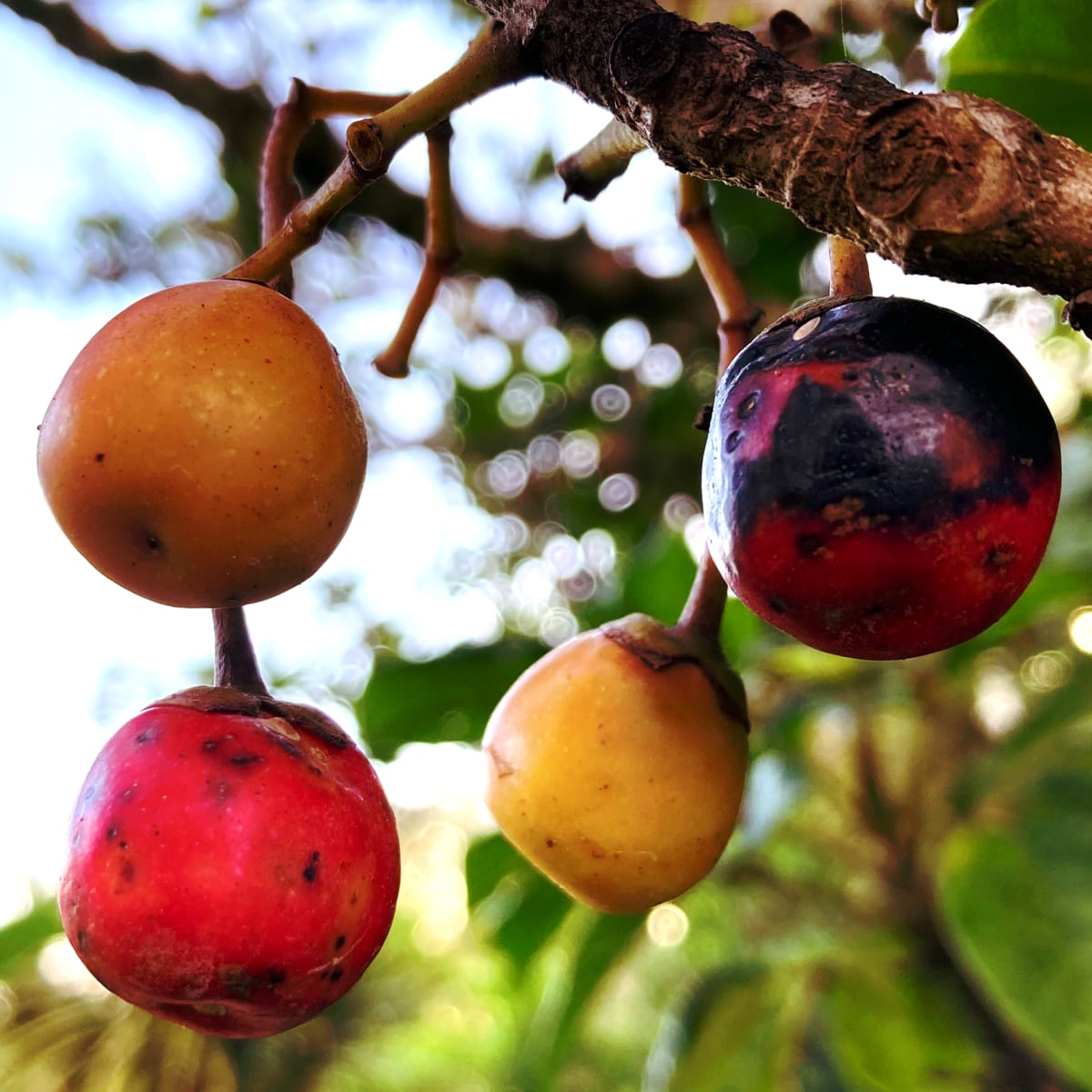Ko ngā hua o te pūriri 'pūriri berries', Ruapekapeka, 15 March 2021 by Dr  Rangihiroa Panoho, Image 1.