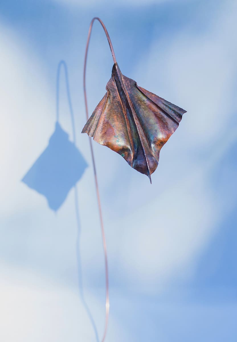 Swallow Swoop by Artist Aimee J 