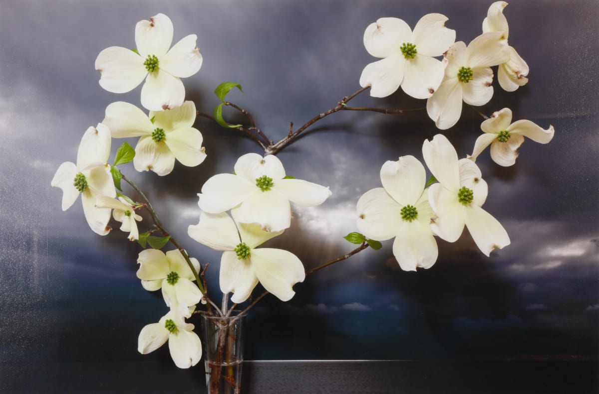 Dogwood, Northumberland Strait by Vaughn Sills 