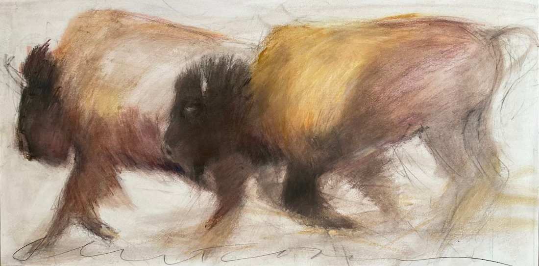 2Bison walking by Jeanne Goodman  Image: 2  Bison walking