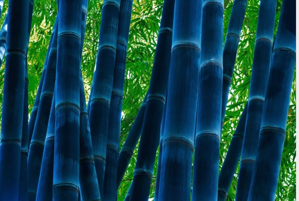 Tranquil Forest by Peter Lik, Image 1.