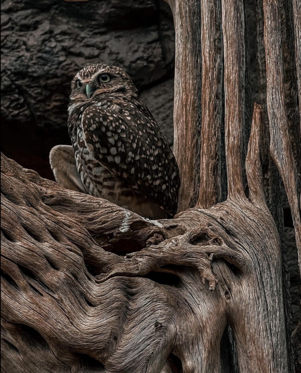 On the Branch by Kaylie Dunwoody 