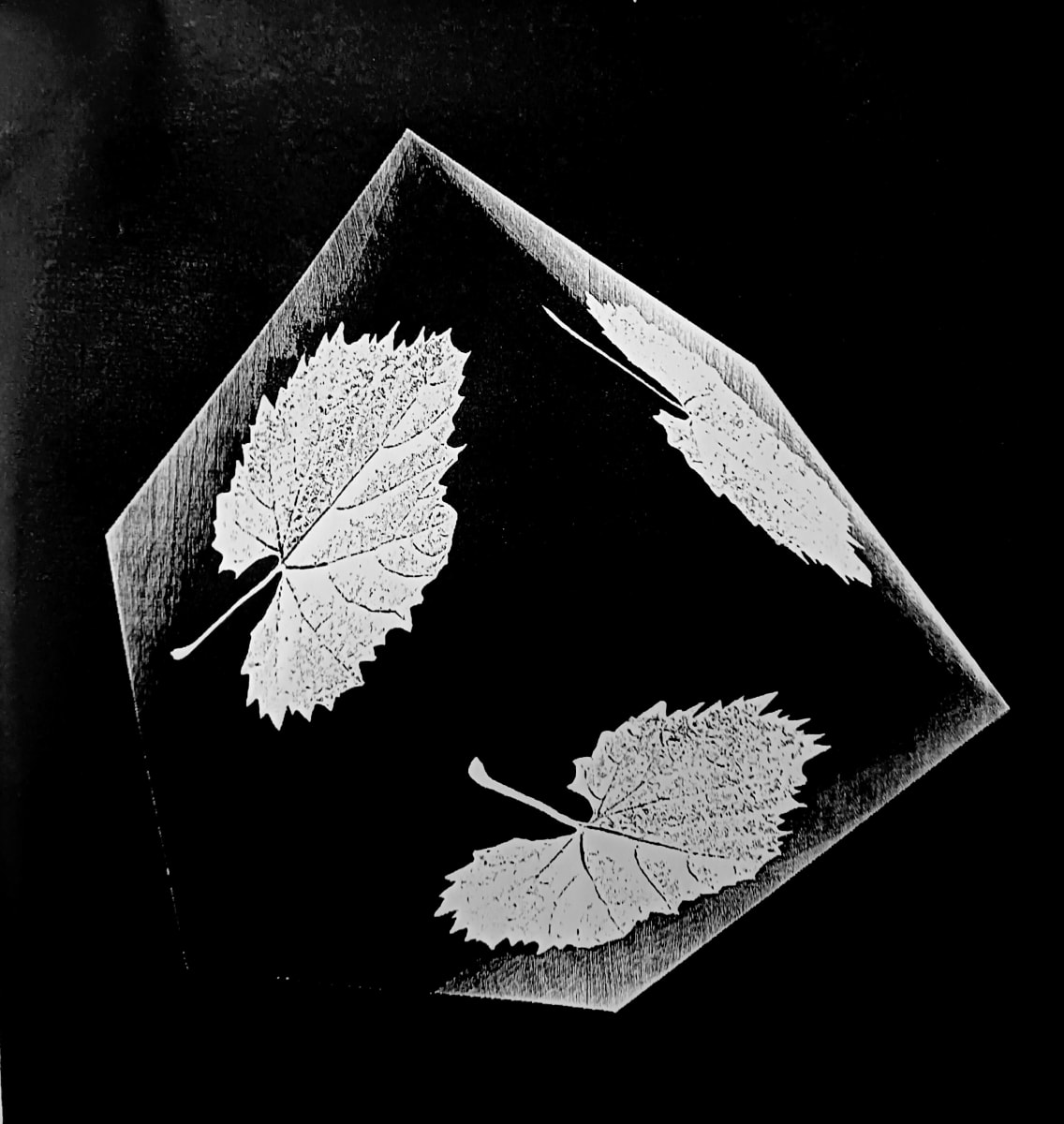 Leaf Cube Black and White by dennis gordon 